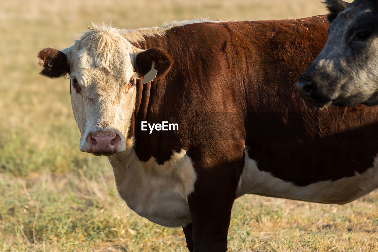 Cows standing by fence on grassy field