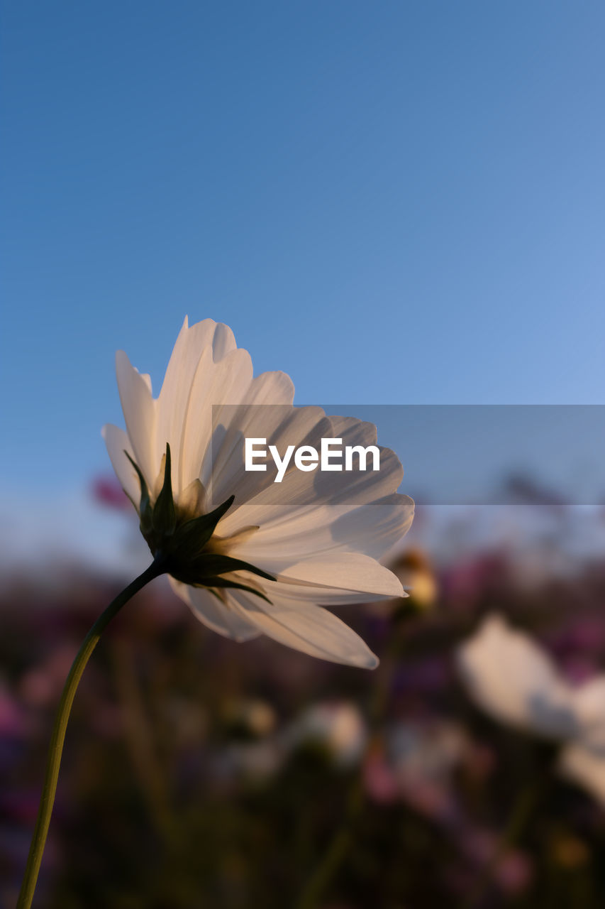 flower, flowering plant, plant, freshness, beauty in nature, nature, close-up, petal, sky, fragility, flower head, blue, blossom, growth, inflorescence, focus on foreground, no people, sunlight, macro photography, clear sky, garden cosmos, copy space, outdoors, cosmos, field, springtime, wildflower, botany, daisy, day