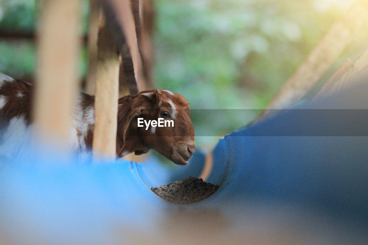 Close-up of a goat