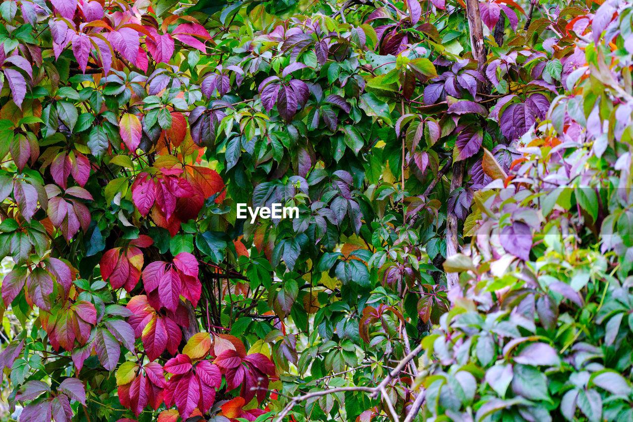 FULL FRAME SHOT OF FLOWERING PLANT