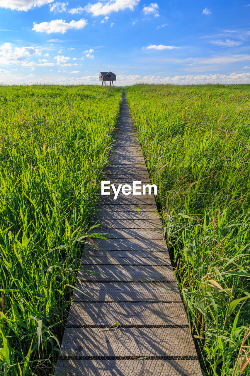 Scenic view of wheat field against sky