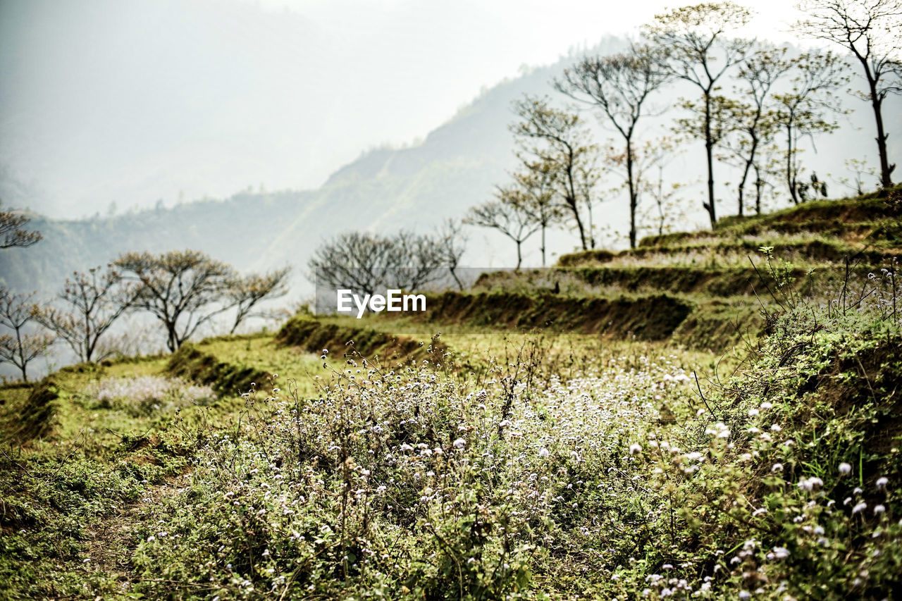 SCENIC VIEW OF LAND AGAINST SKY