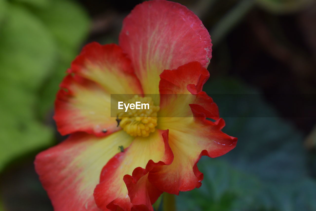 Close-up of flower