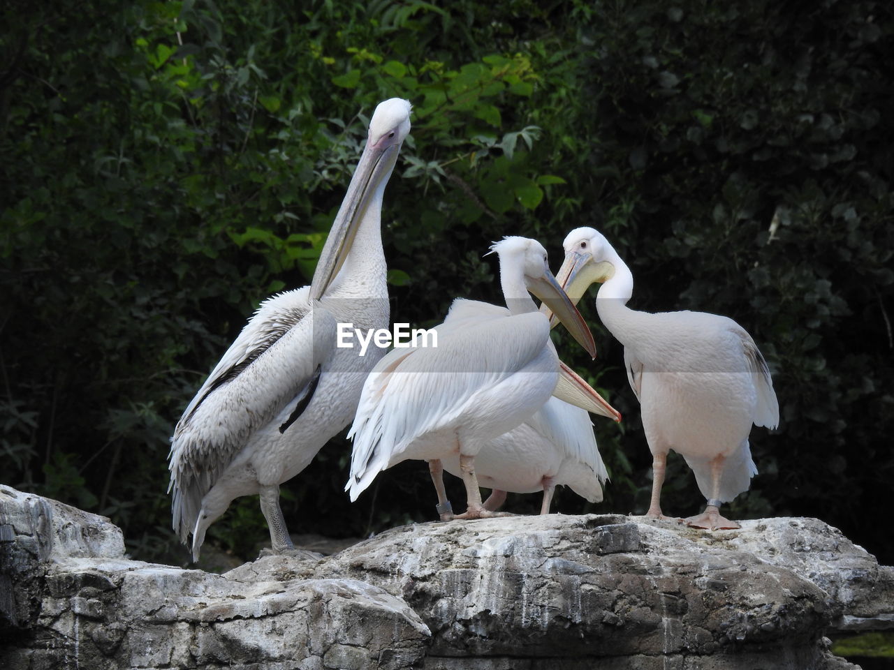 BIRDS PERCHING ON ROCK AGAINST TREES