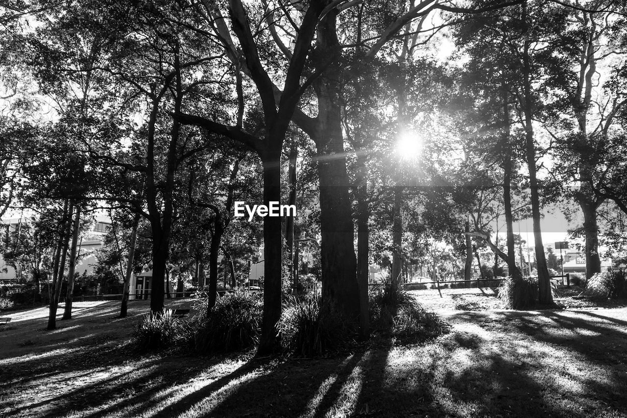 VIEW OF TREES IN FOREST DURING WINTER