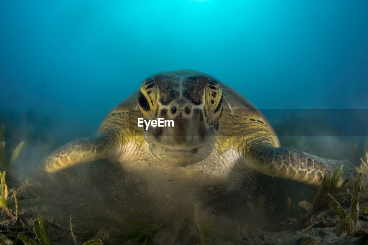 Close-up of turtle in sea