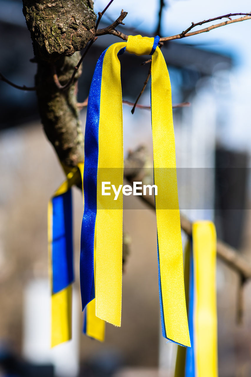 Ribbons hanging from a tree branch with colors of ukraine during peaceful demonstration against war