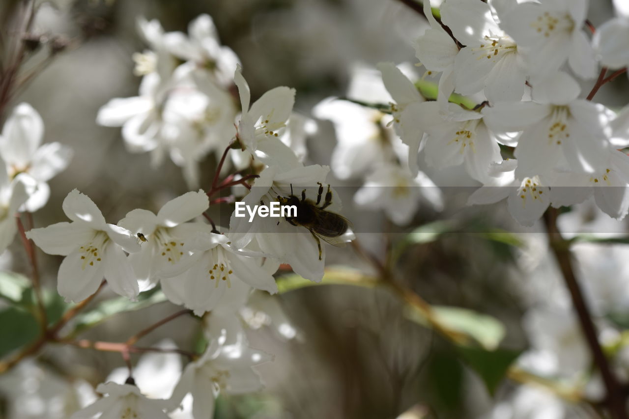 CLOSE-UP OF BEE POLLINATING ON WHITE FLOWERS