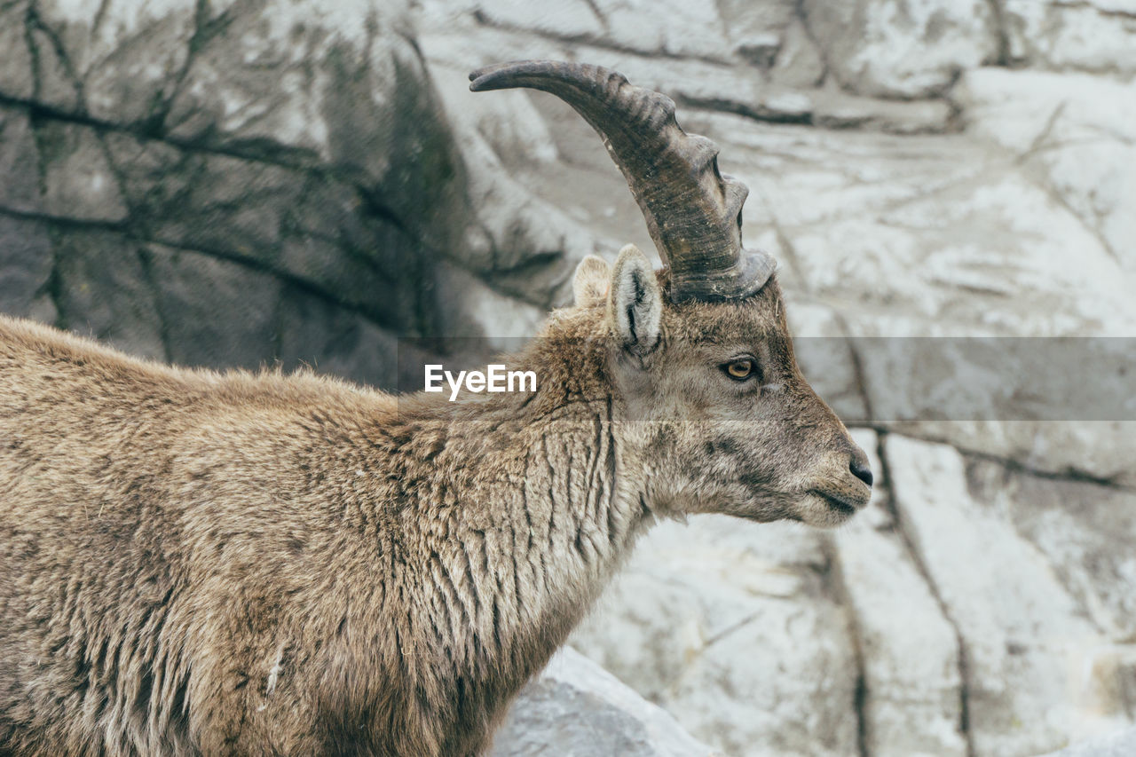 Close-up of female ibex