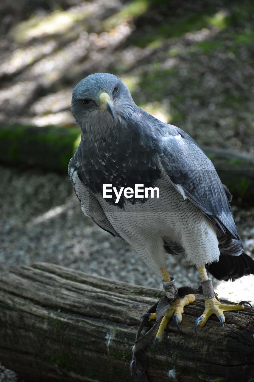 CLOSE-UP OF A BIRD PERCHING ON LOG