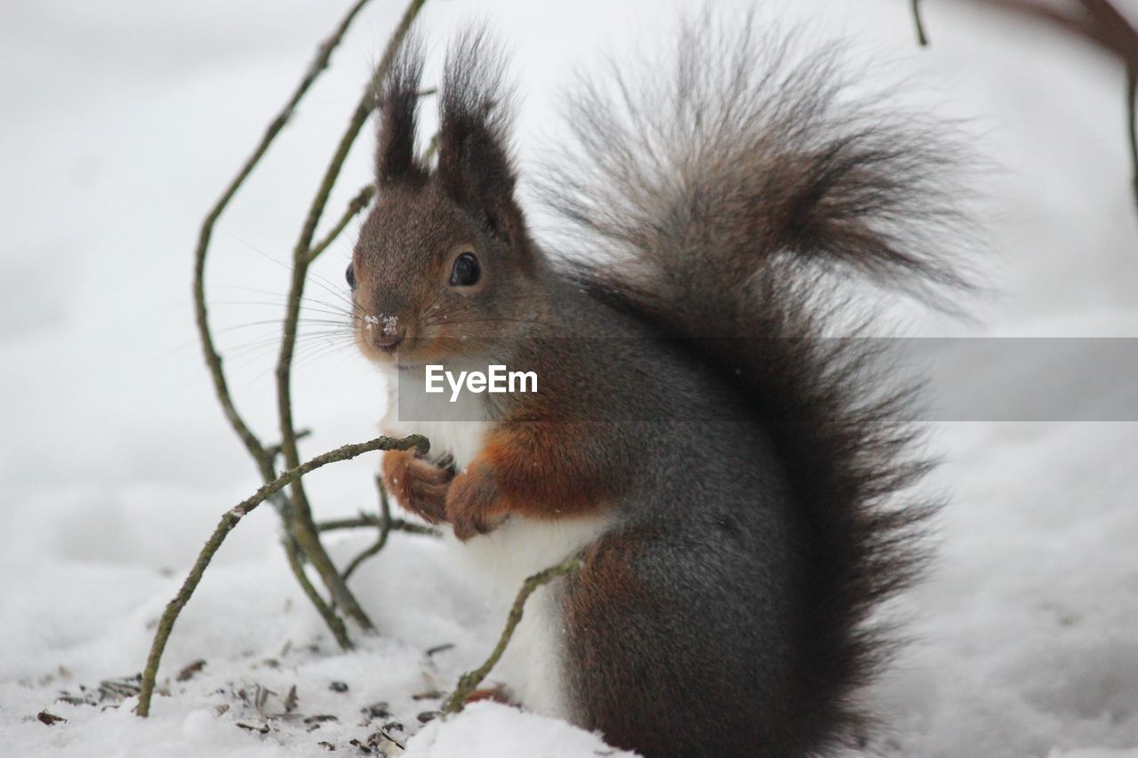Close-up of squirrel eating during winter