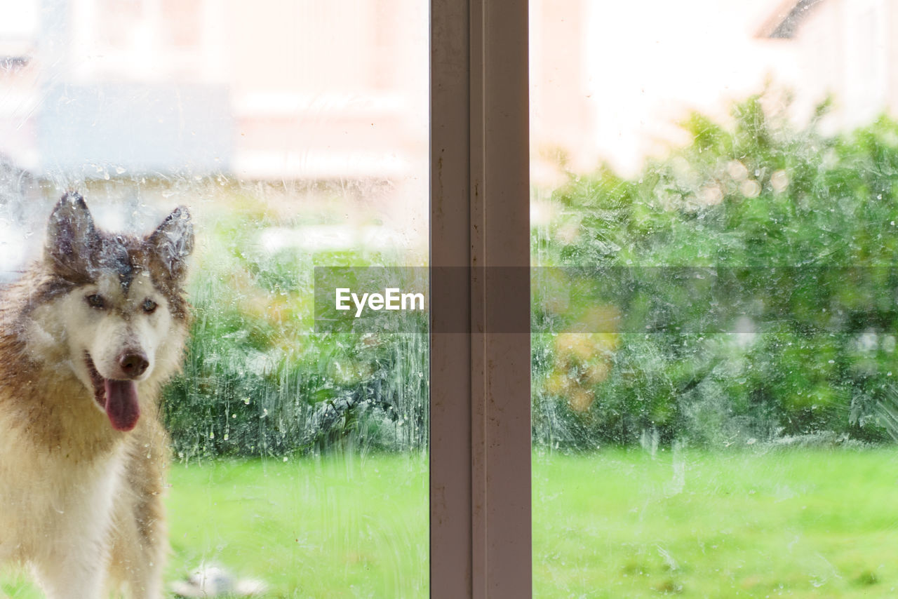 Picture of a siberian dog outside a glass door wanting to enter the house.