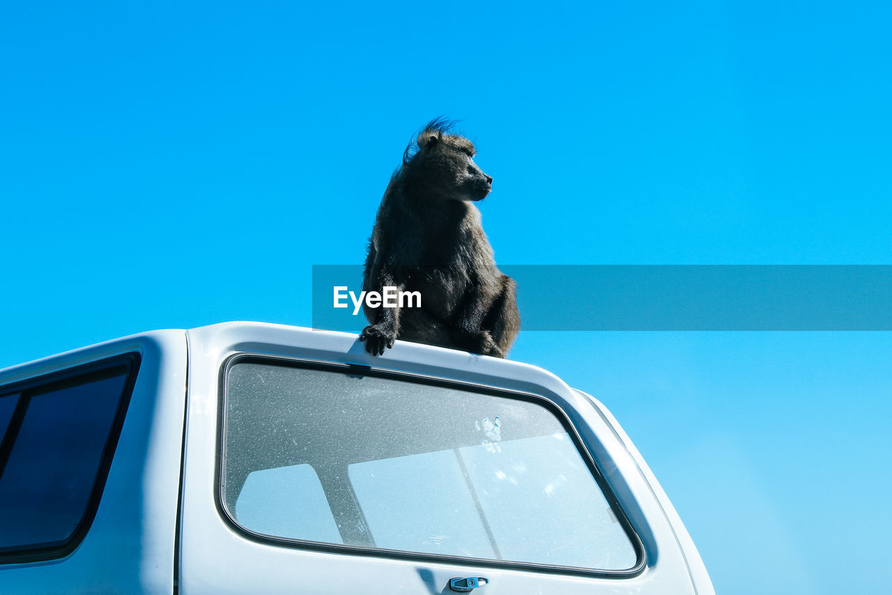 LOW ANGLE VIEW OF A BIRD