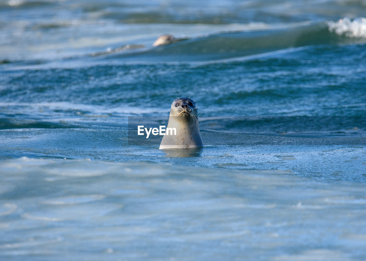 VIEW OF TURTLE SWIMMING