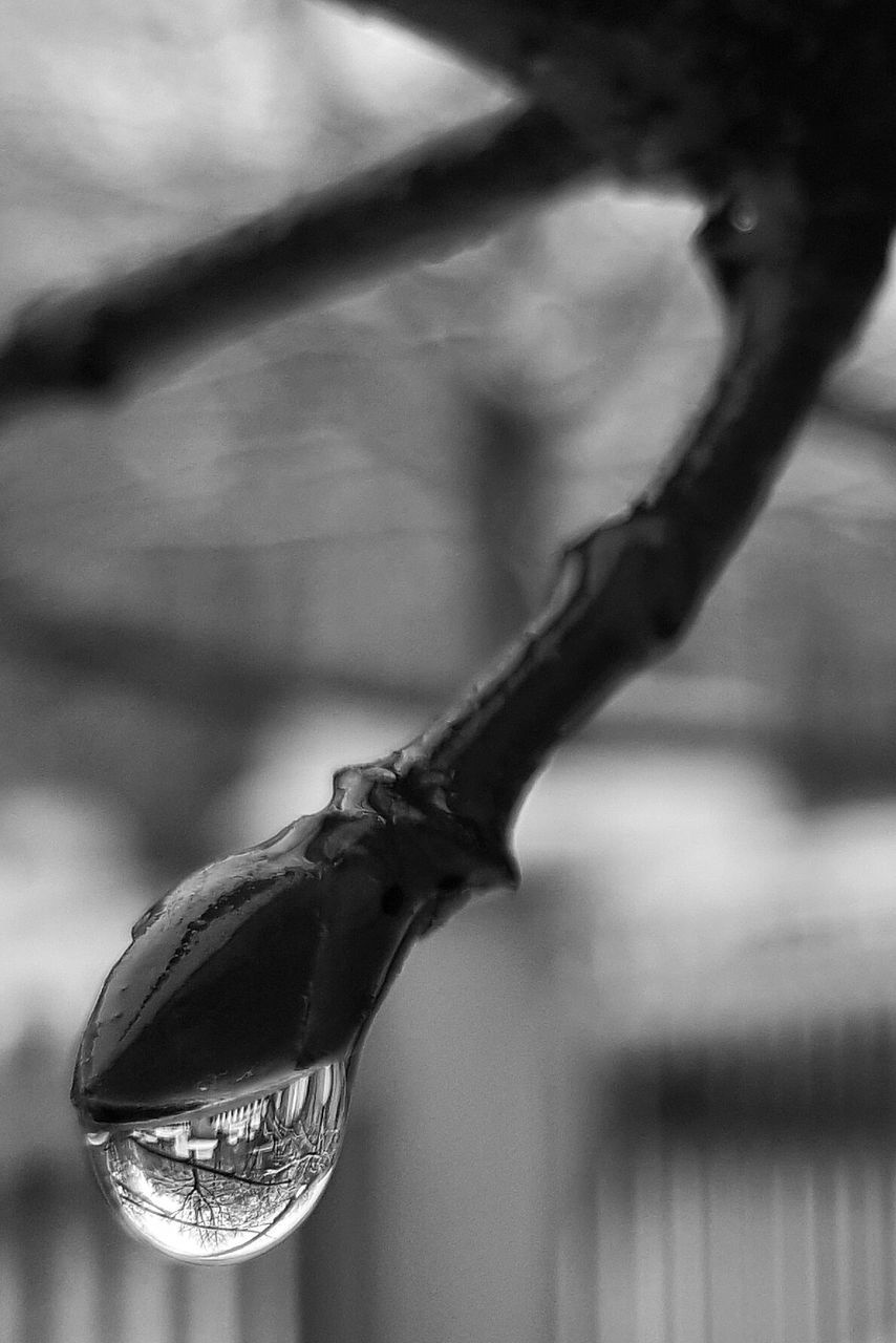 Close-up of plant against blurred background