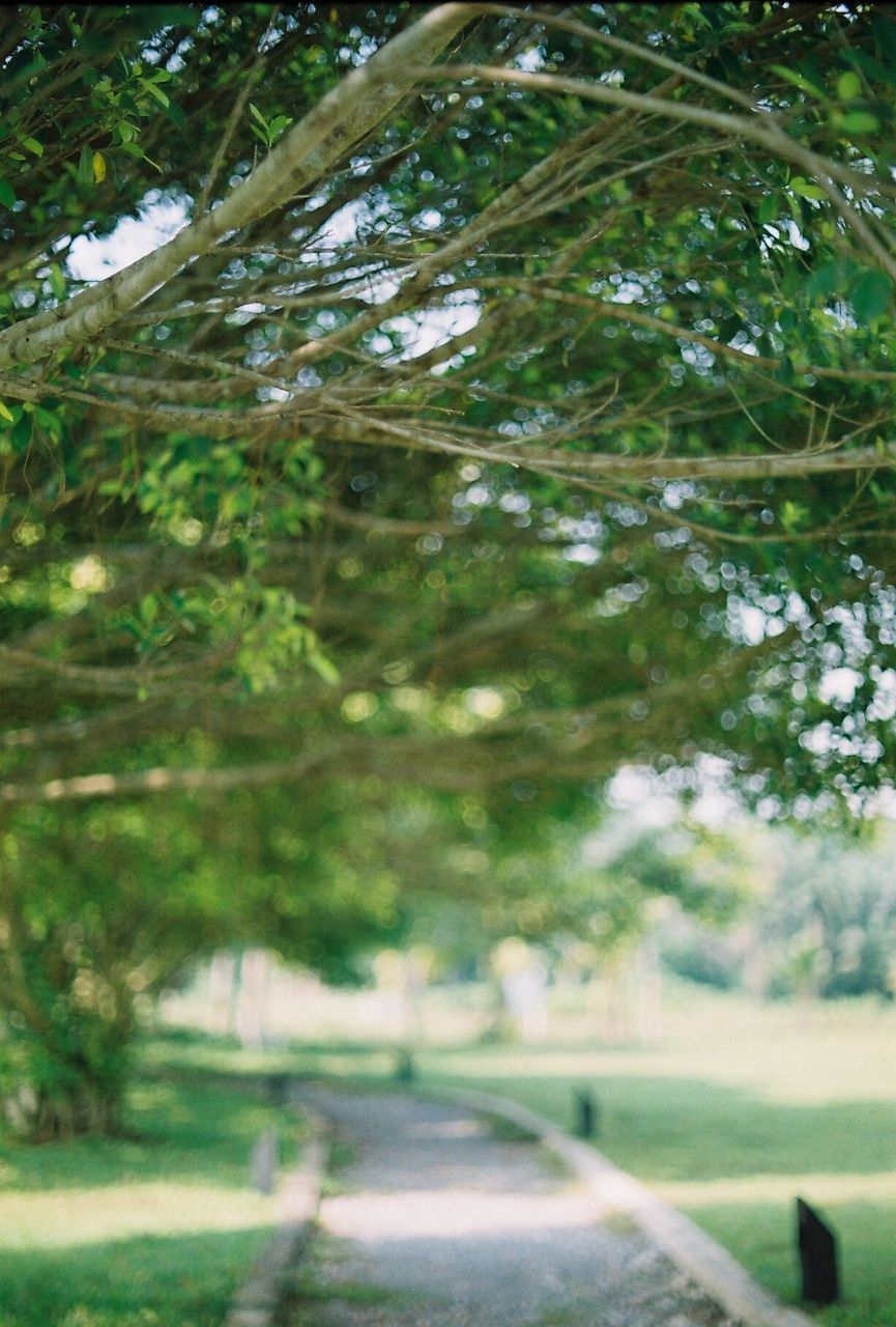 CLOSE-UP OF TREES