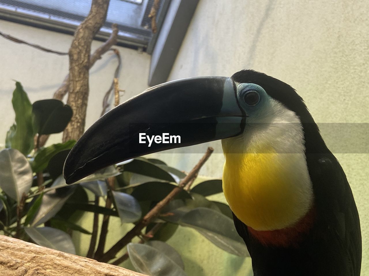 toucan, bird, animal themes, animal, beak, yellow, animal wildlife, one animal, wildlife, nature, no people, close-up, plant, flower, day, outdoors