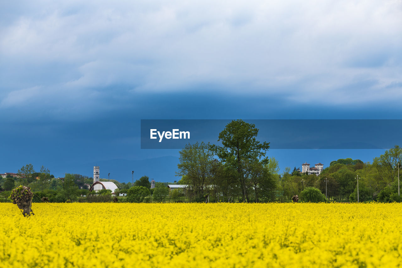 SCENIC VIEW OF FIELD AGAINST CLOUDY SKY