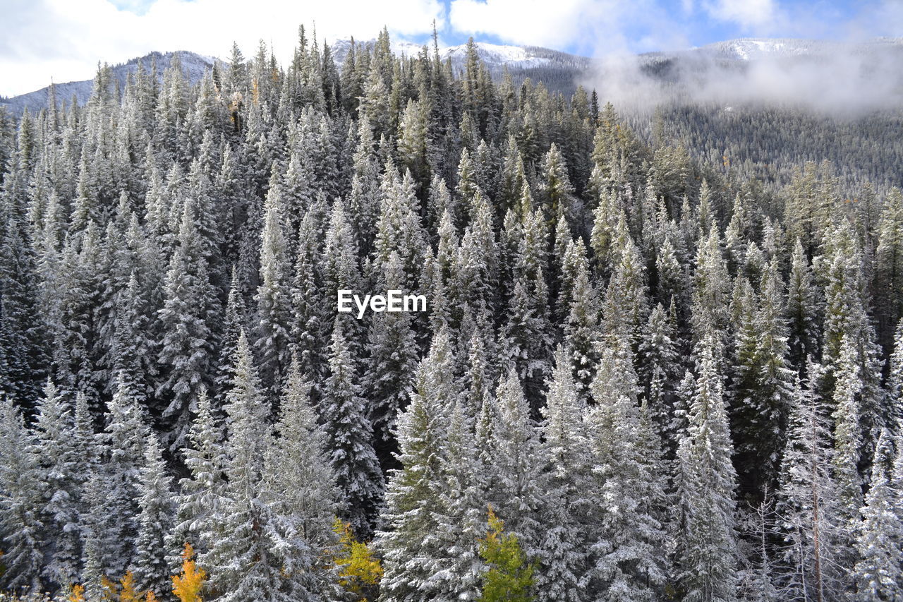 PINE TREES IN FOREST DURING WINTER