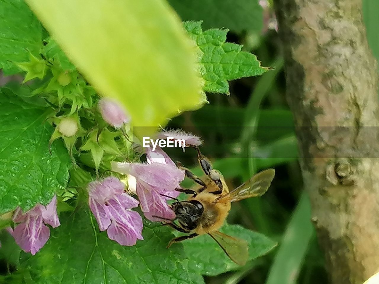 CLOSE-UP OF BEE POLLINATING ON LEAF