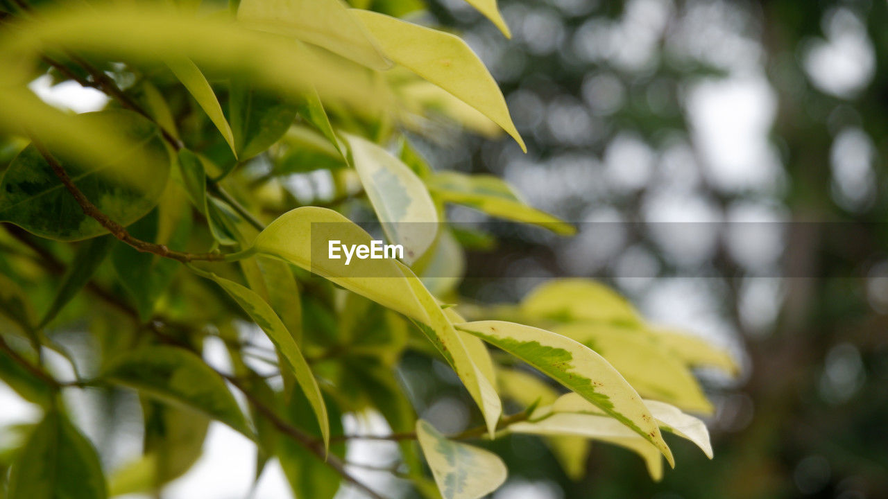 green, plant, tree, sunlight, leaf, plant part, branch, yellow, nature, flower, growth, no people, environment, beauty in nature, outdoors, autumn, close-up, food, food and drink, focus on foreground, forest, sky, land, day, selective focus, macro photography, shrub