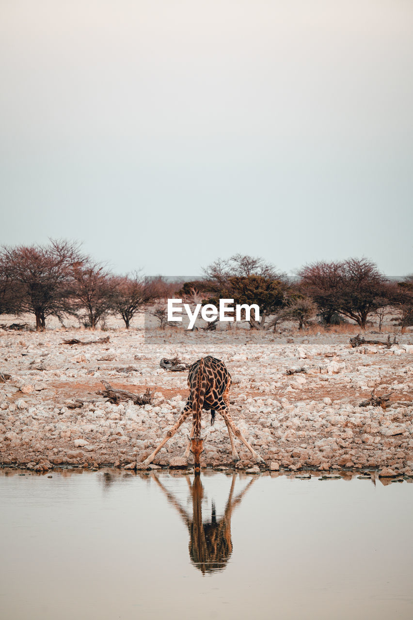 Giraffe at the watering hole caught drinking