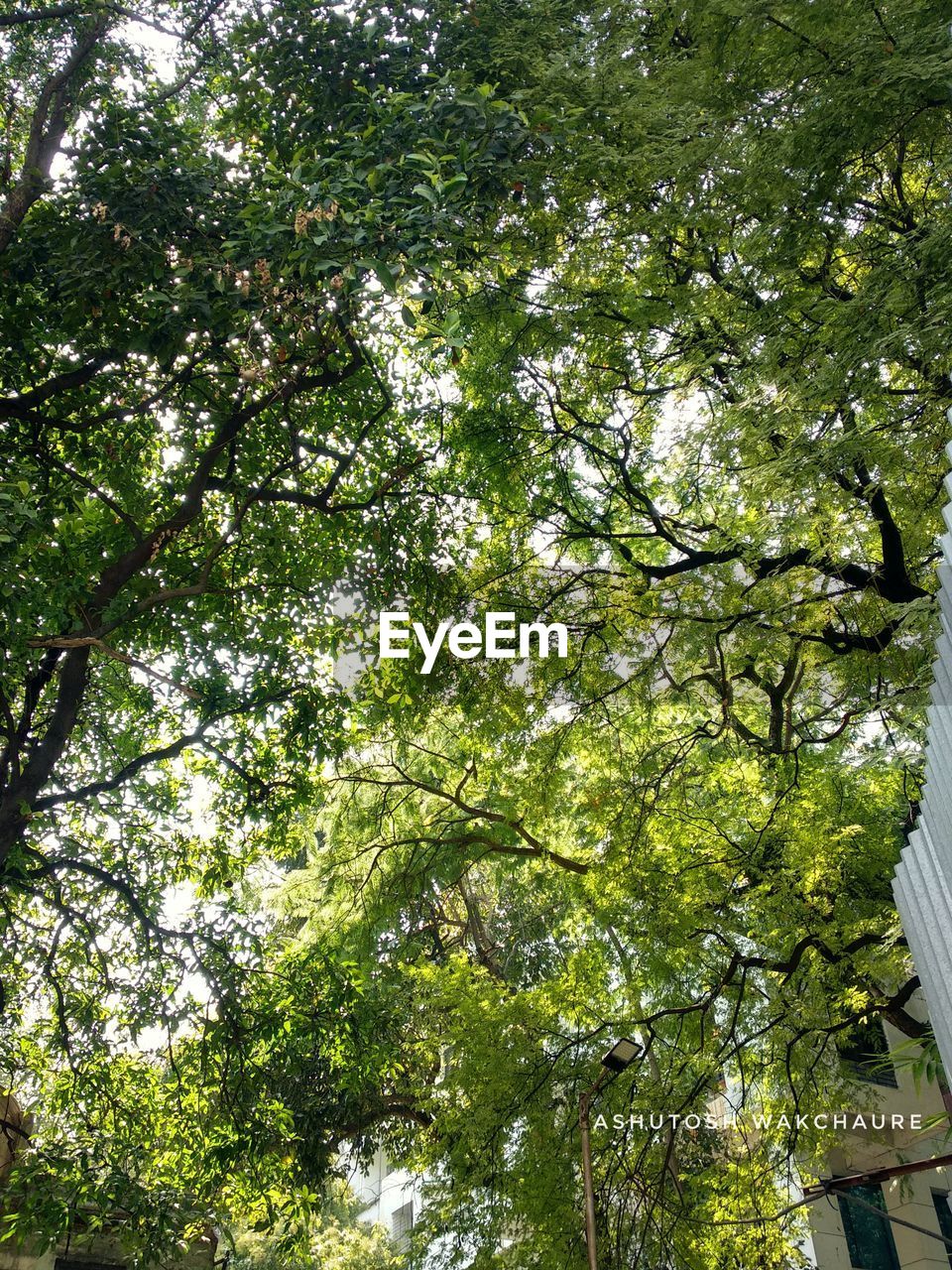 LOW ANGLE VIEW OF TREE BRANCHES