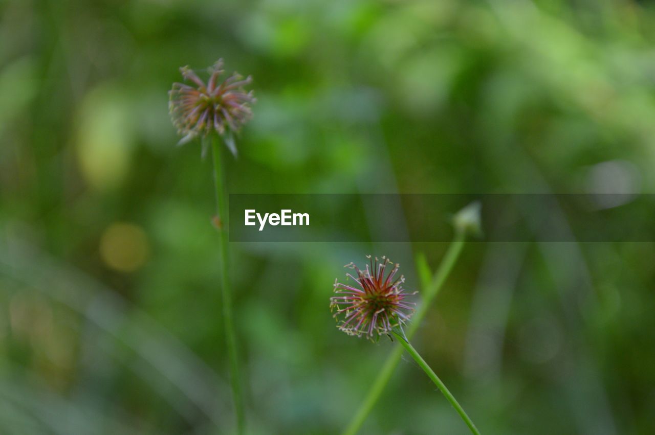 CLOSE-UP OF DANDELION ON PLANT