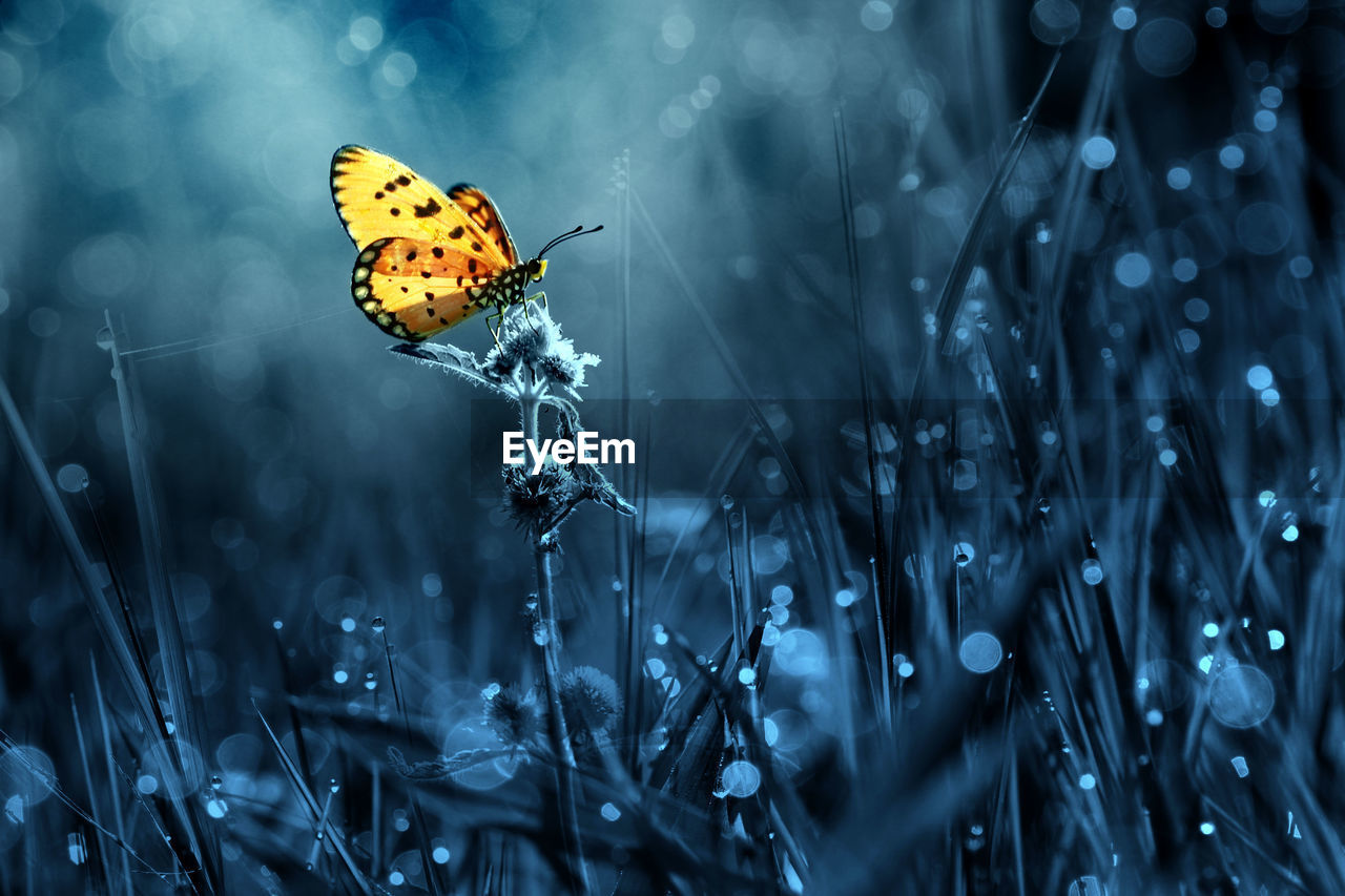 butterfly, plant, beauty in nature, nature, insect, animal, animal wildlife, animal themes, animal wing, flower, fragility, one animal, close-up, wildlife, grass, flowering plant, growth, moths and butterflies, no people, outdoors, freshness, environment, macro photography, land, focus on foreground, black and white, drop, selective focus, tranquility, field, darkness, water, light, macro, wet, flying