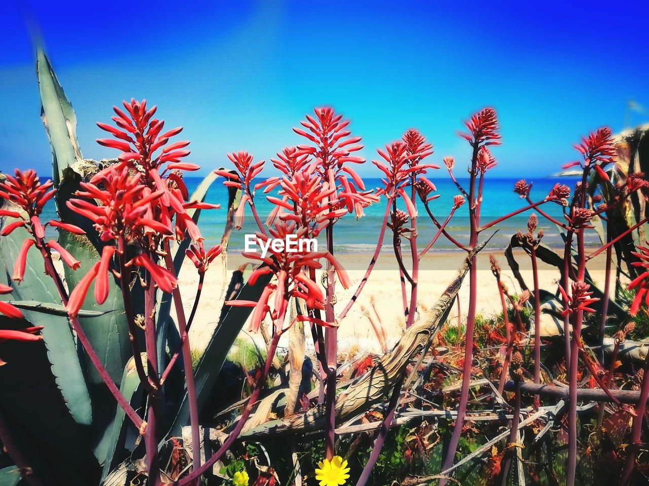 CLOSE-UP OF PLANTS AGAINST BLUE SKY