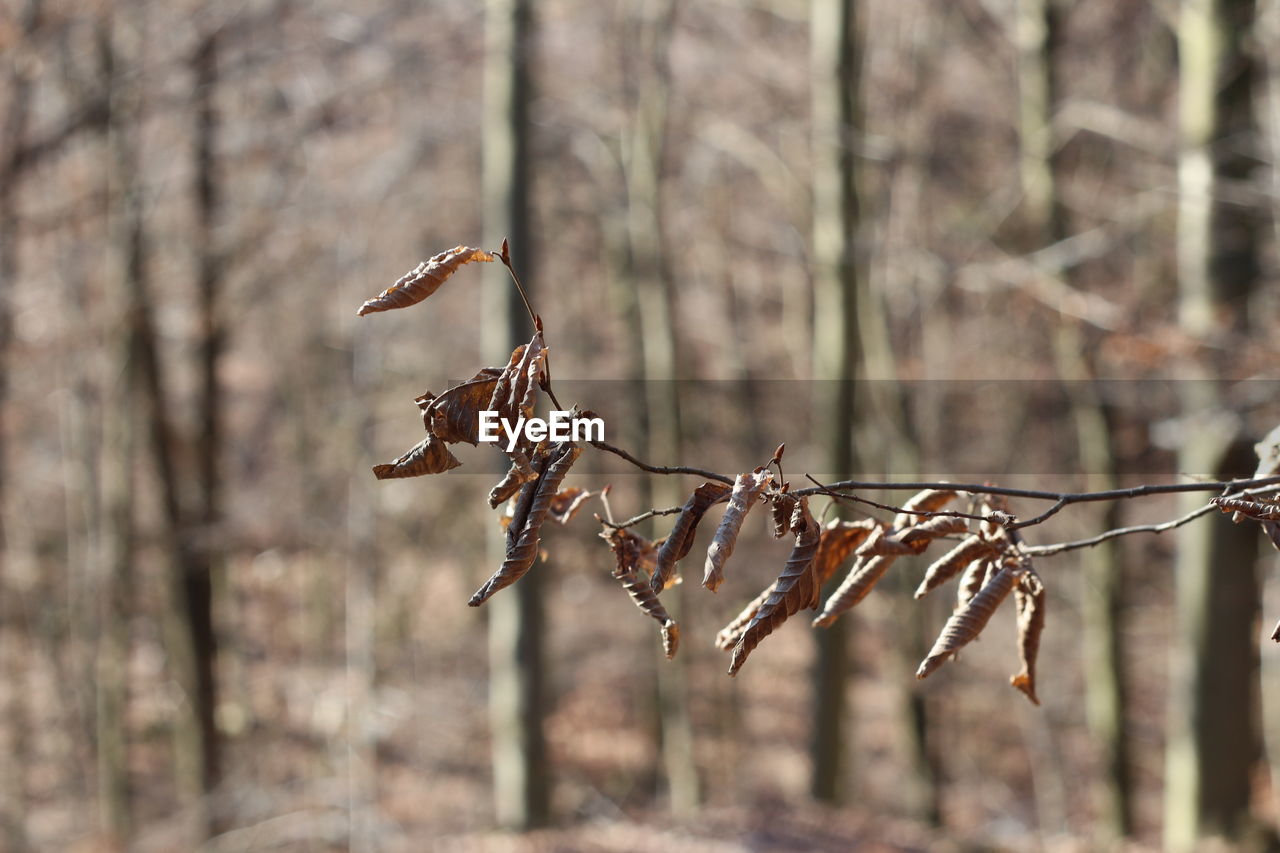 Close-up of dried plant