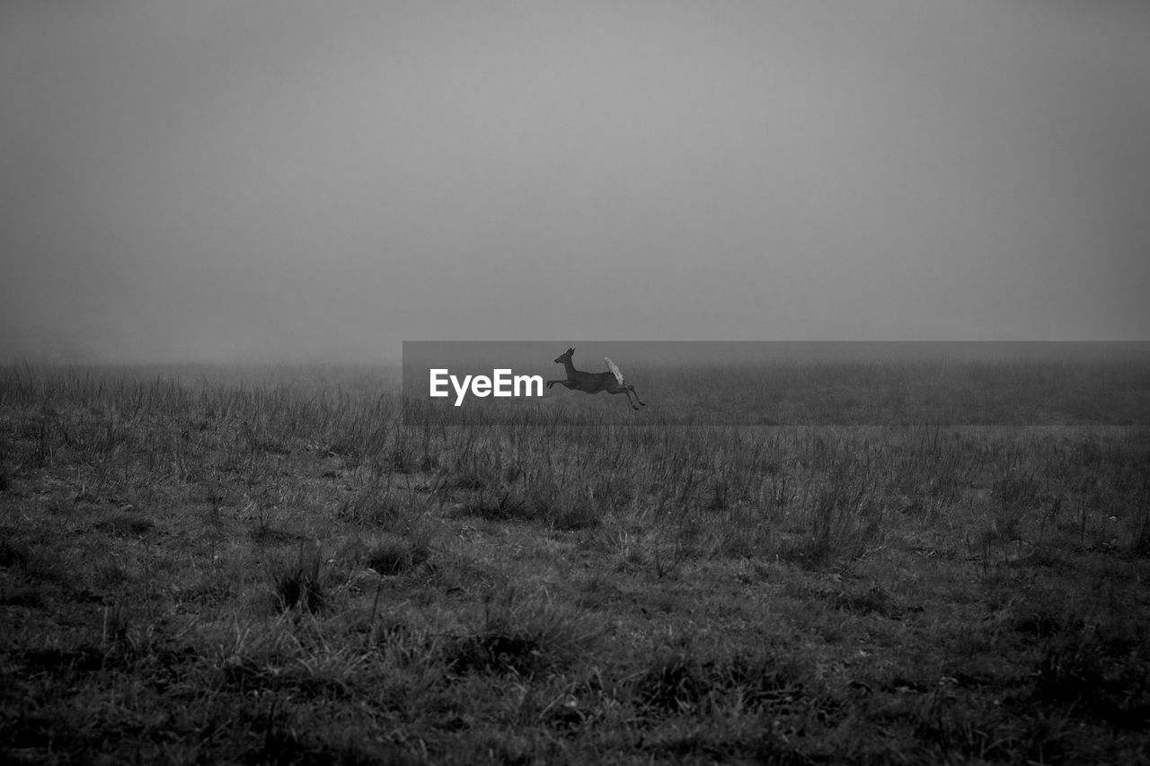 View of a deer running through a field