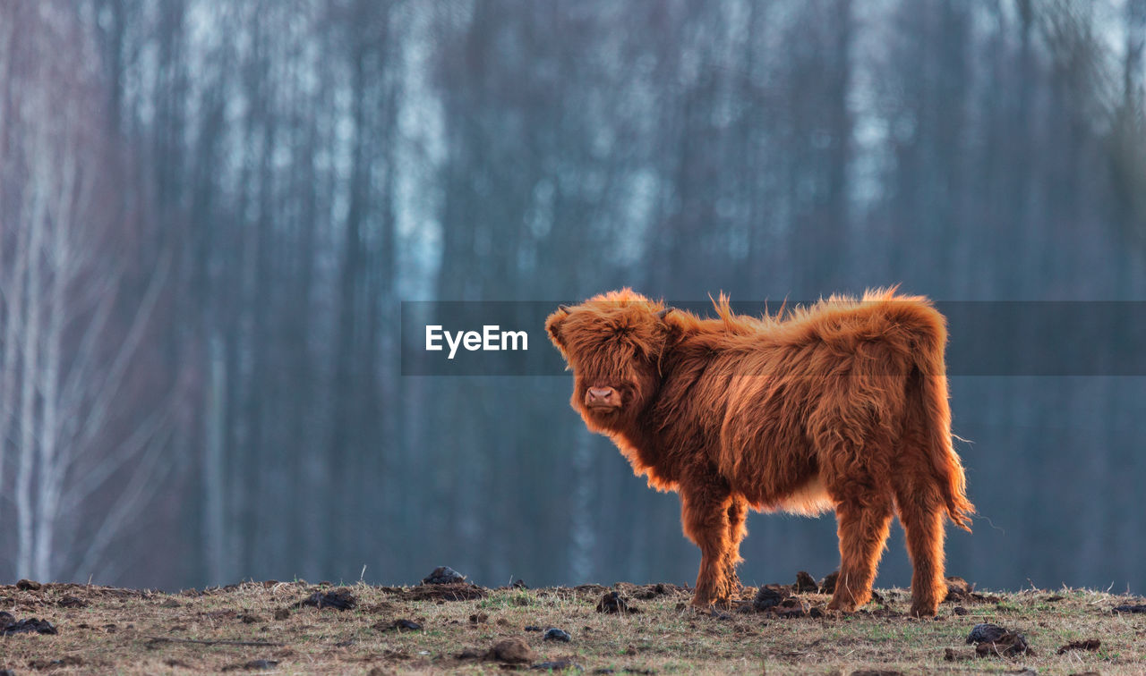 Innocence unveiled. adorable wild cow calf amidst early spring in northern europe