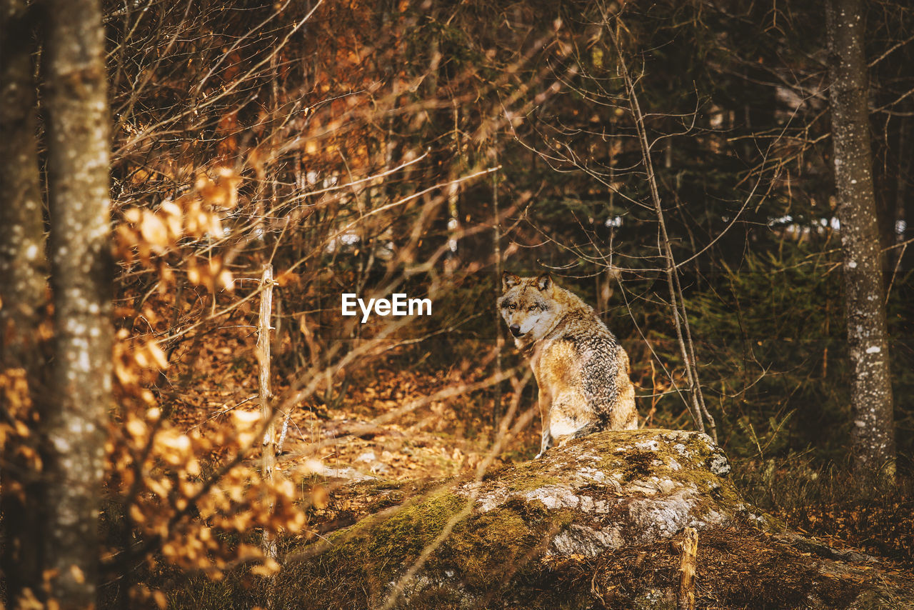 View of wolf in forest at