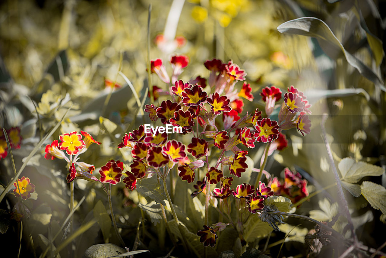 Close-up of flowers