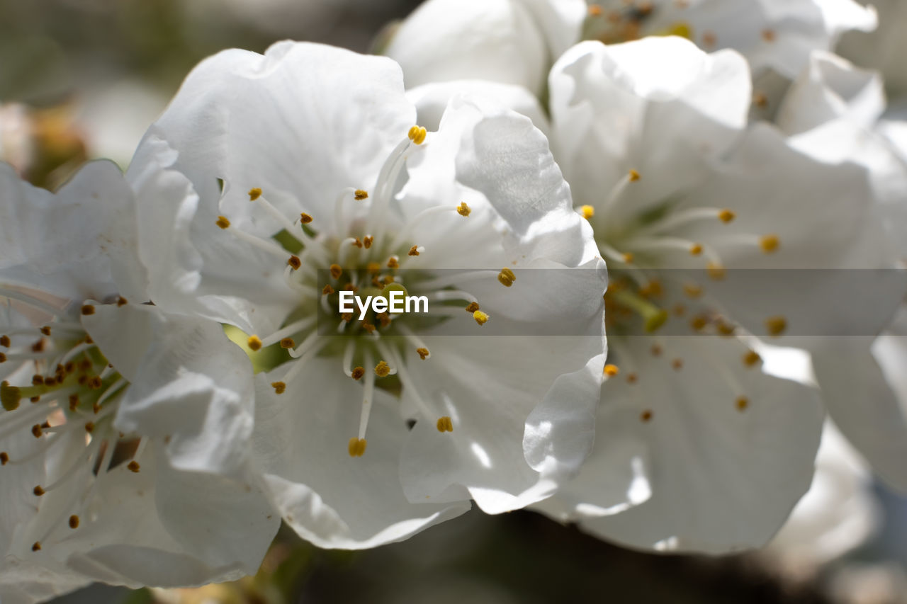 flower, plant, flowering plant, freshness, fragility, beauty in nature, blossom, growth, springtime, close-up, white, pollen, petal, flower head, cherry blossom, inflorescence, nature, branch, tree, stamen, macro photography, no people, focus on foreground, food, botany, produce, outdoors, fruit tree, day, prunus spinosa, spring, selective focus