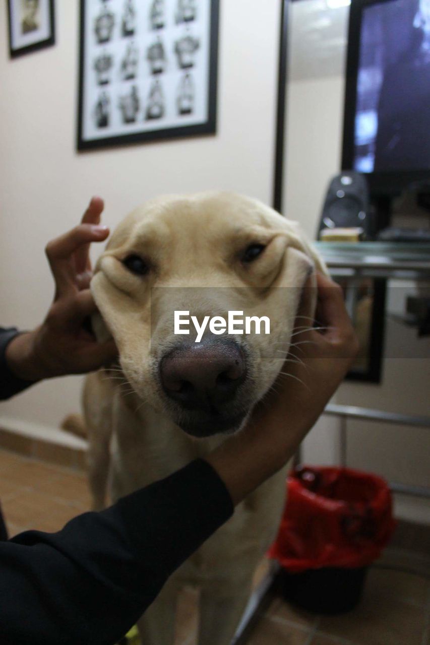 Close-up of man holding dog