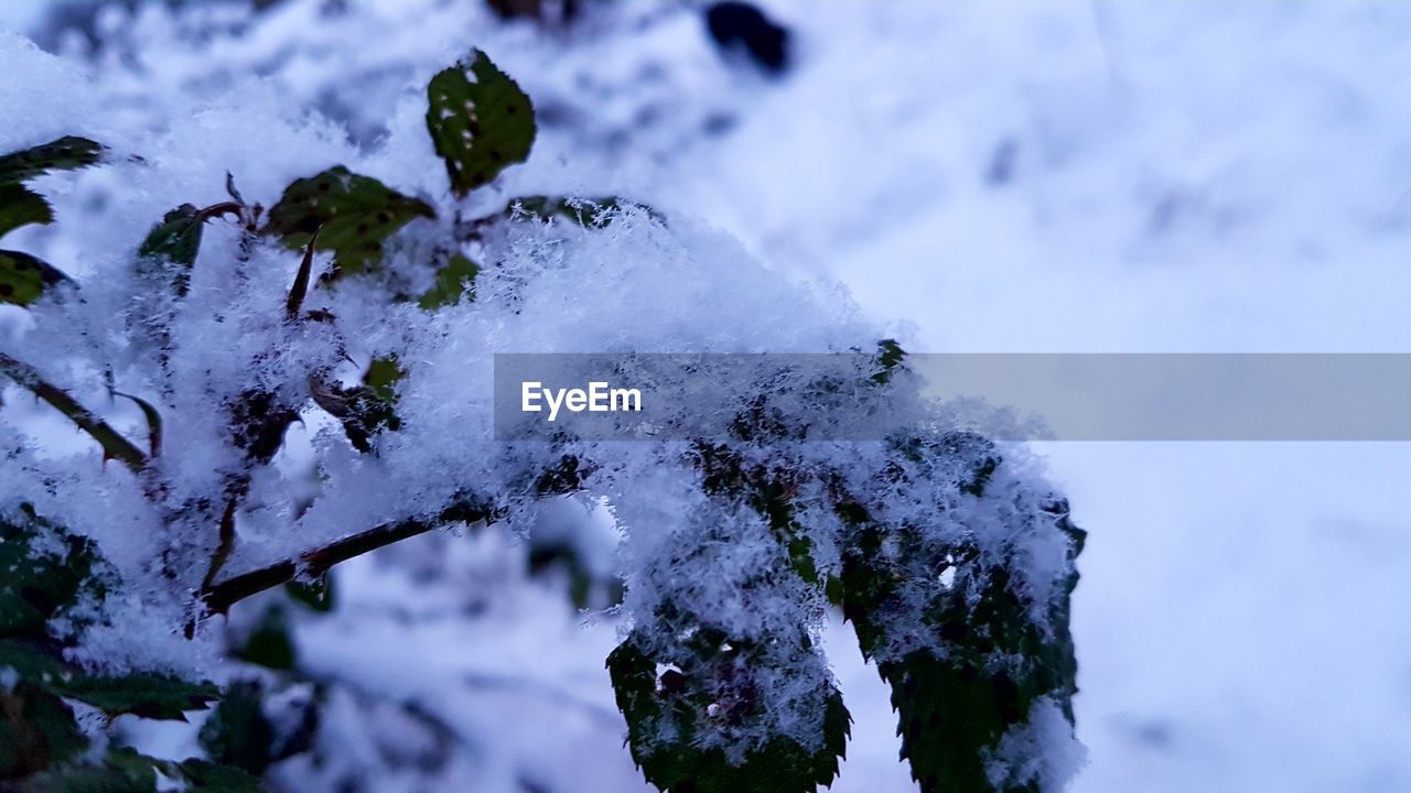 CLOSE-UP OF FROZEN ICE ON SNOW