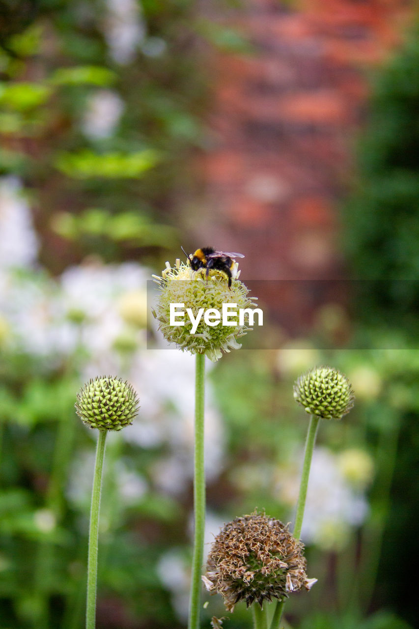 CLOSE-UP OF HONEY BEE ON PLANT