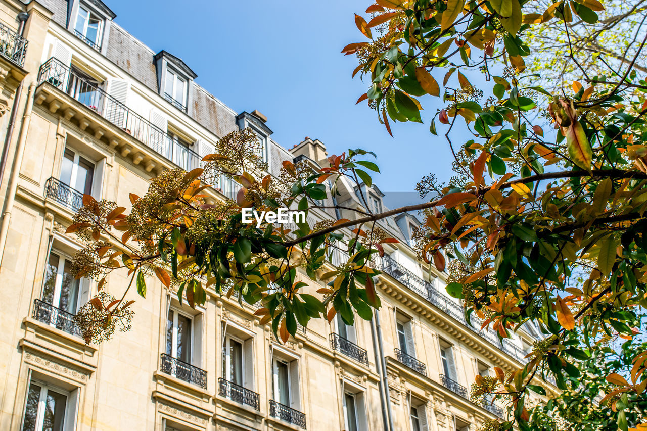 LOW ANGLE VIEW OF TREE AGAINST BUILDING