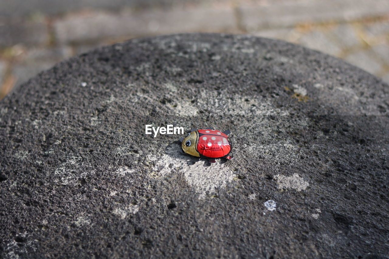 HIGH ANGLE VIEW OF LADYBUG ON FLOOR