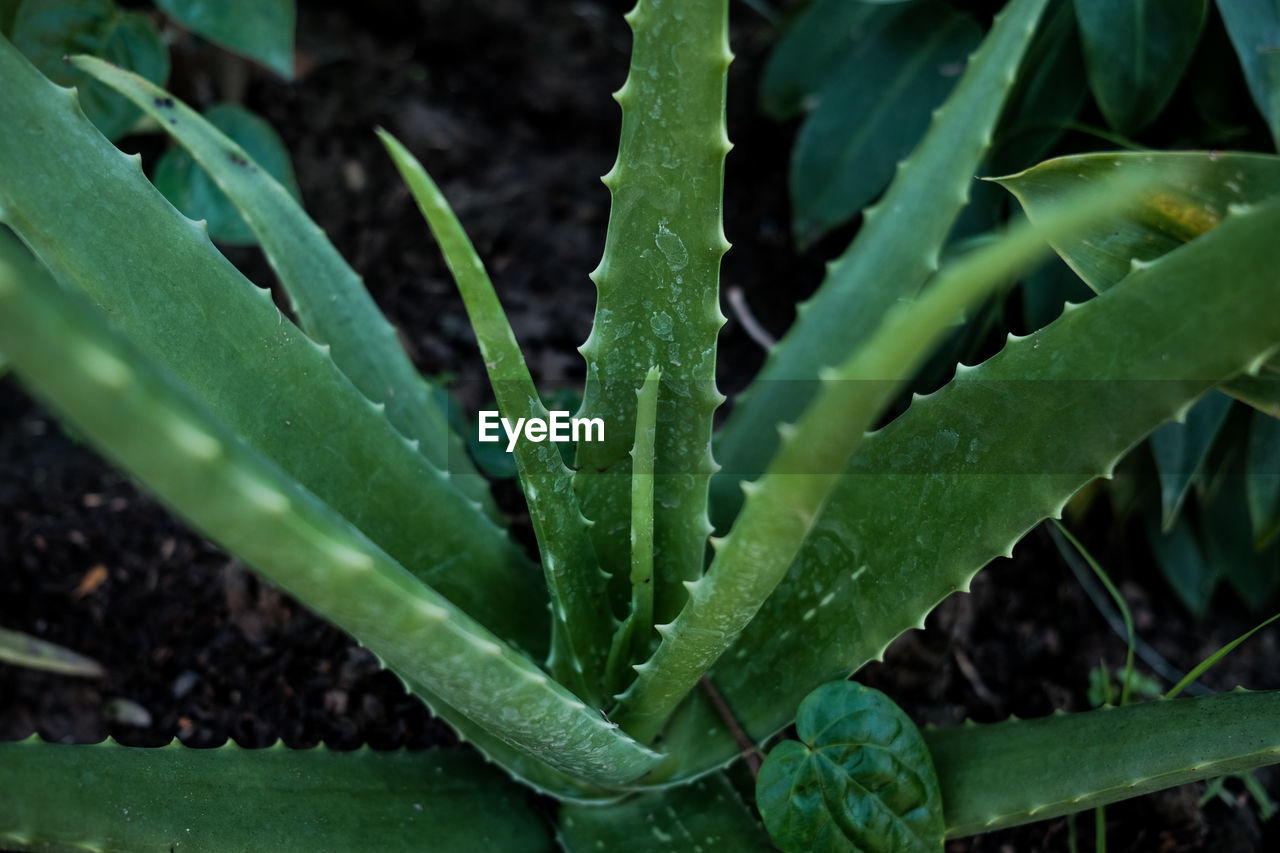 High angle view of wet succulent plant