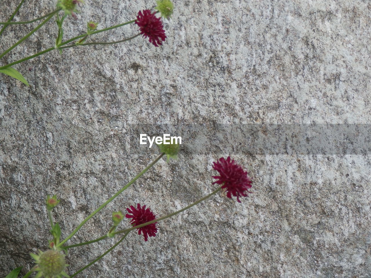 CLOSE-UP OF RED FLOWERS BLOOMING ON GROUND