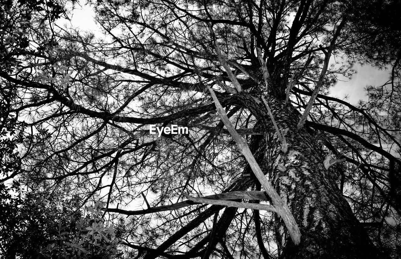 Low angle view of trees against sky