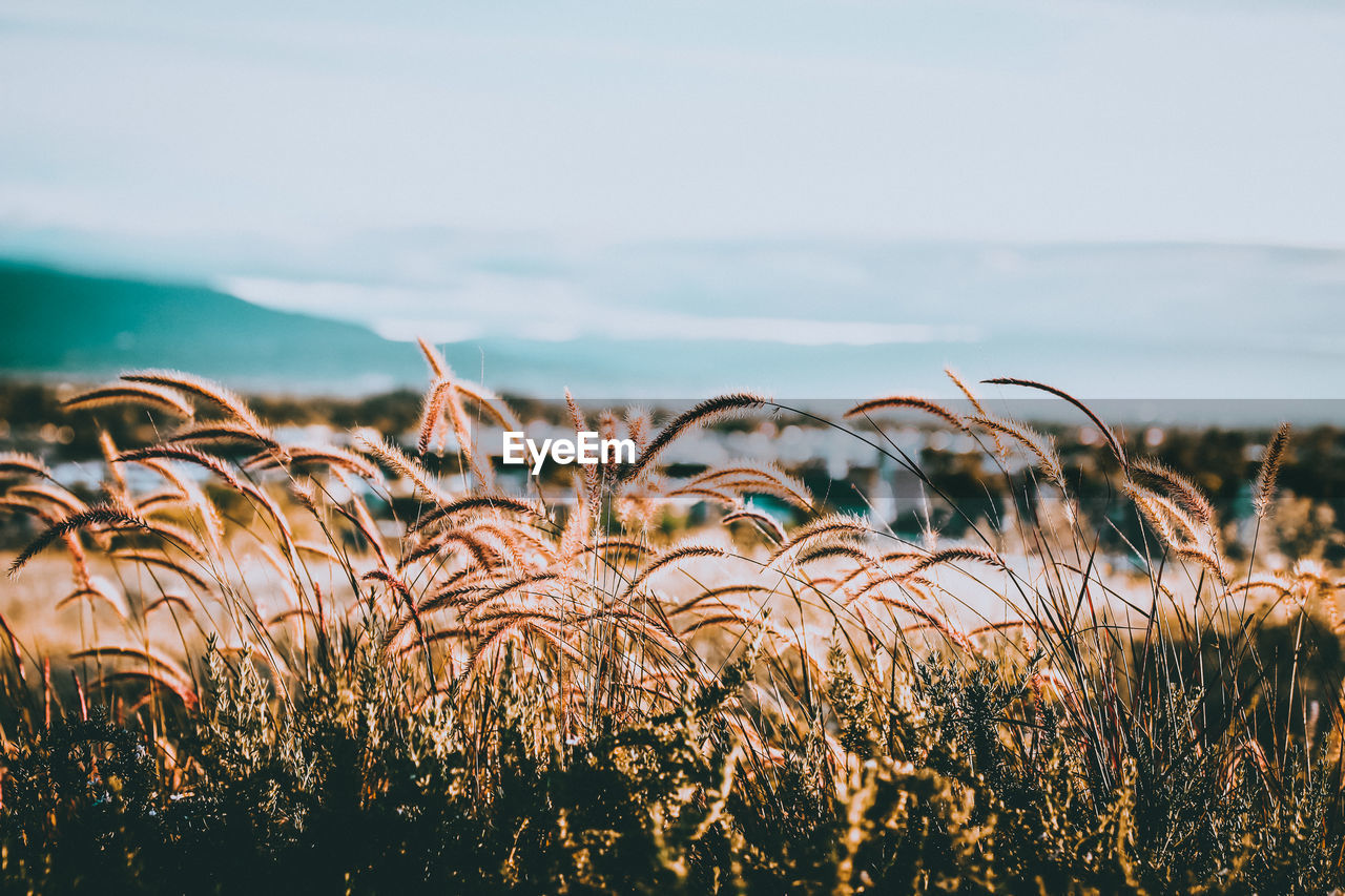 Close-up of plants by sea against sky