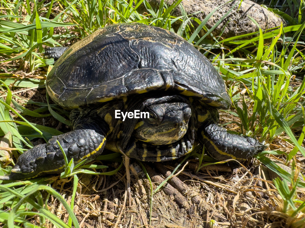 turtle, animal themes, animal, reptile, animal wildlife, tortoise, shell, wildlife, animal shell, one animal, nature, grass, plant, tortoise shell, no people, land, day, close-up, boredom, outdoors, field, high angle view