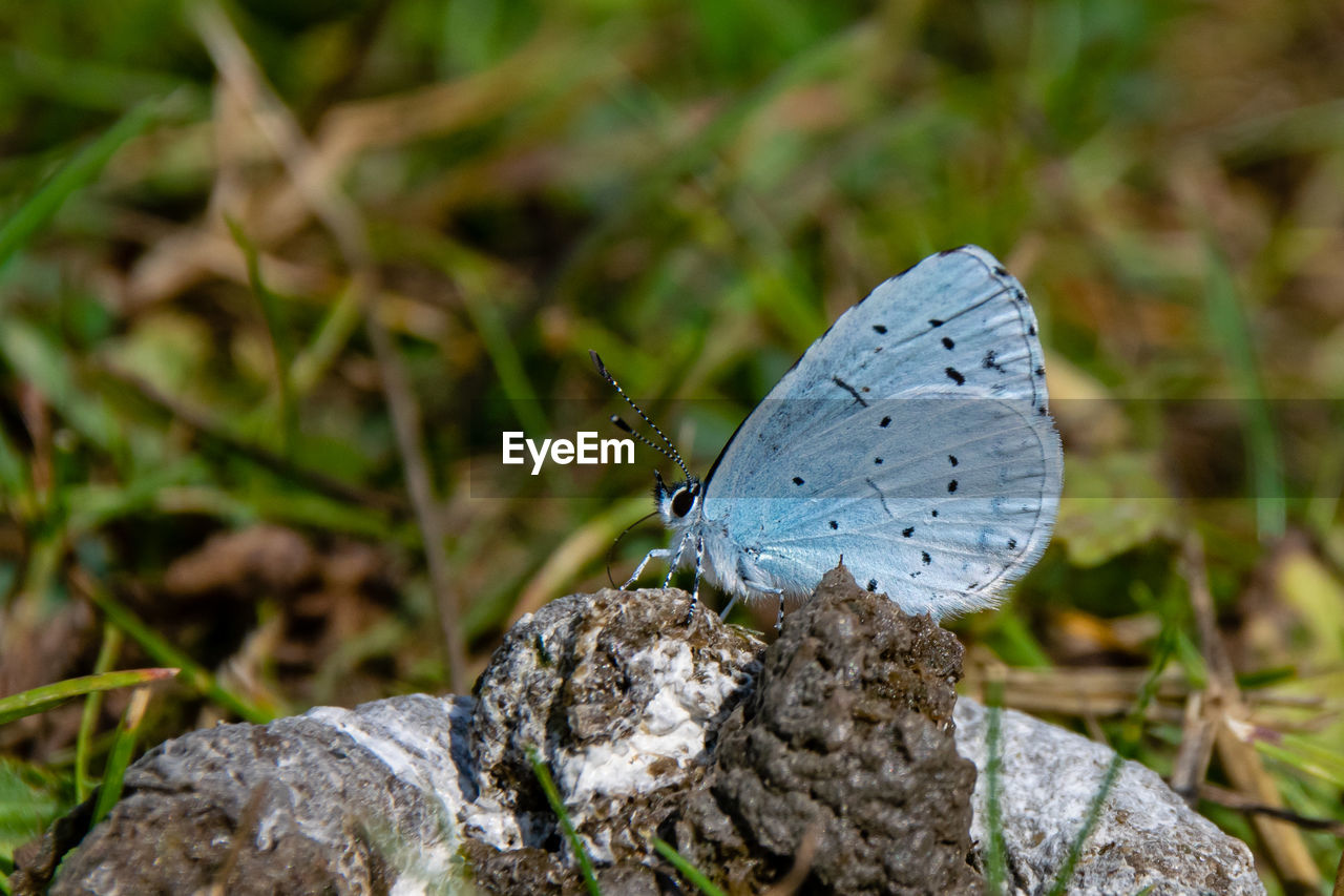 Holly blue butterfly, celastrina argiolus, feeding on duck poo