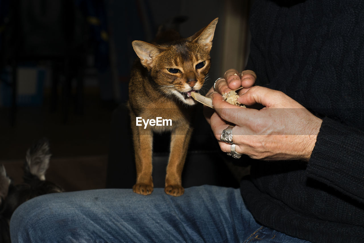 Close-up of cat on hand