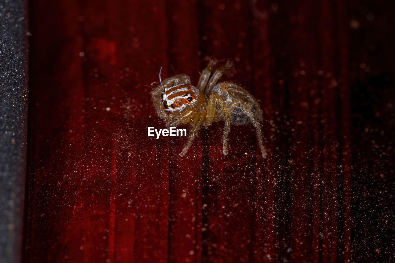 CLOSE-UP OF SPIDER ON A WALL