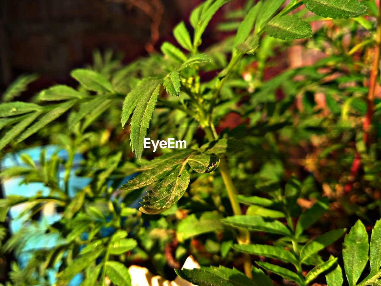 CLOSE-UP OF GREEN LEAVES